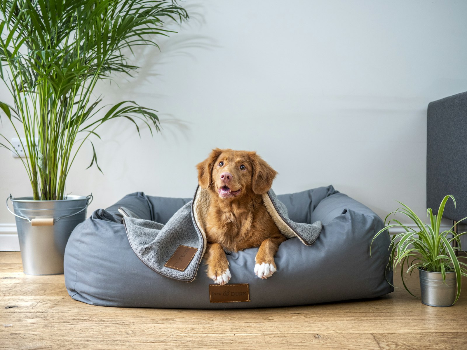 Brauner Hund liegt entspannt in einem grauen Hundekörbchen mit weicher Decke, daneben Zimmerpflanzen