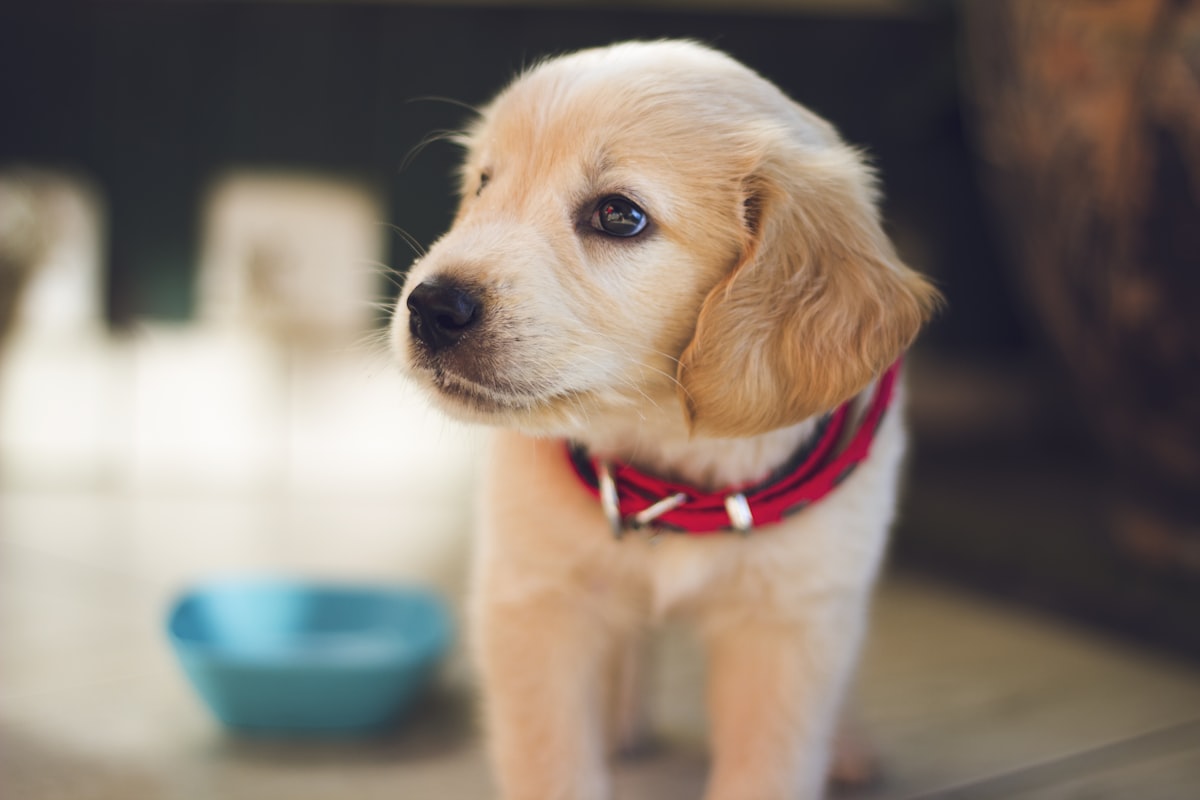 Golden Retriever Welpe wartet geduldig neben seinem Wassernapf