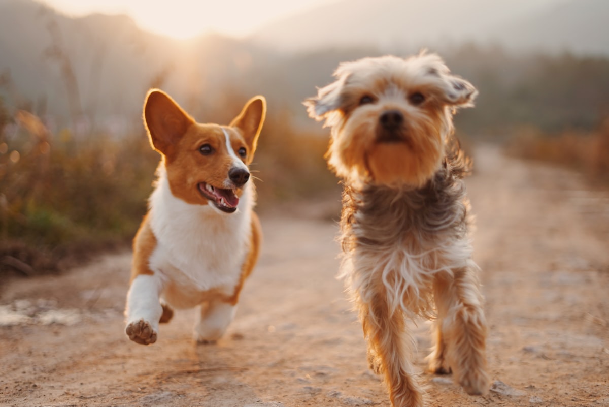 Zwei Hunde laufen ausgelassen nebeneinander im warmen Abendlicht