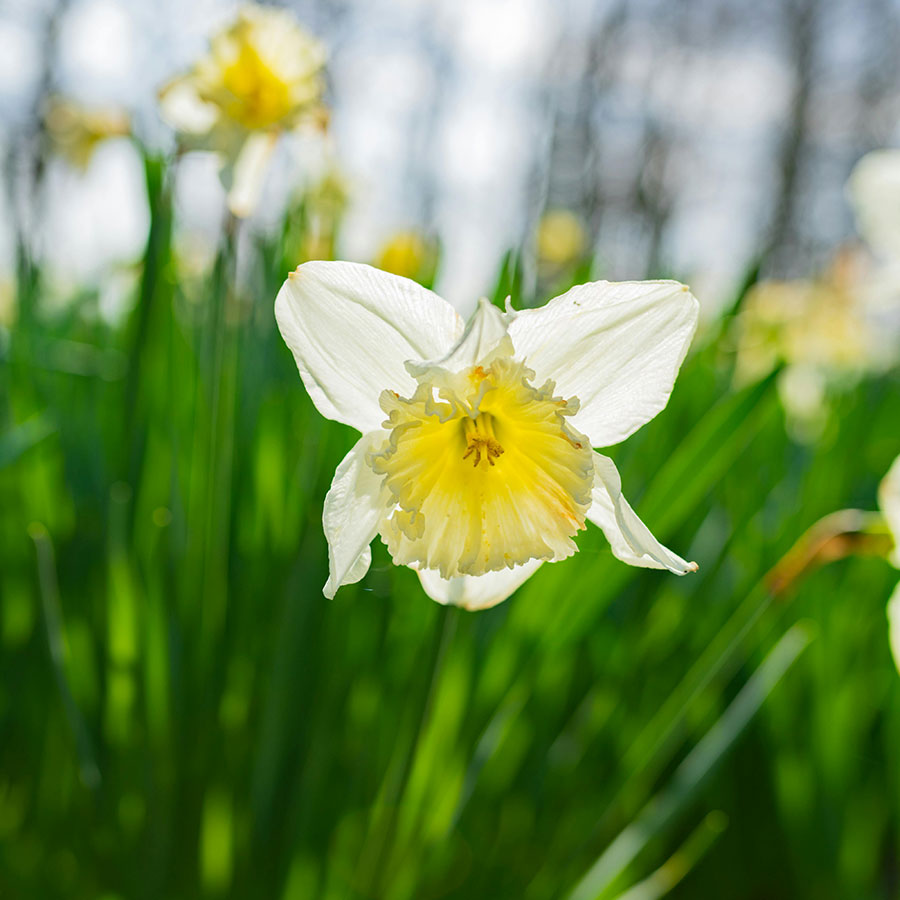 Wiese mit weißen Narzissen im Frühling
